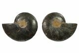 Split Black/Orange Ammonite Pair - Unusual Coloration #132236-1
